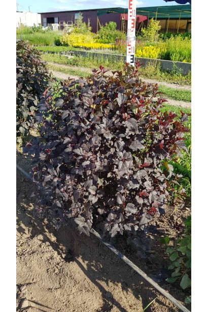 Пухироплідник калинолистий Діаболо - 45кг/вис.80-100см/Ø80-90см